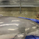 Image for article titled Is someone on a dolphin-killing rampage?